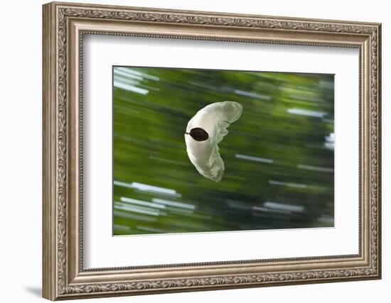 Gliding Seed Of Climbing Gourd (Alsomitra Macrocarpa) In Tropical Rainforest-Konrad Wothe-Framed Photographic Print