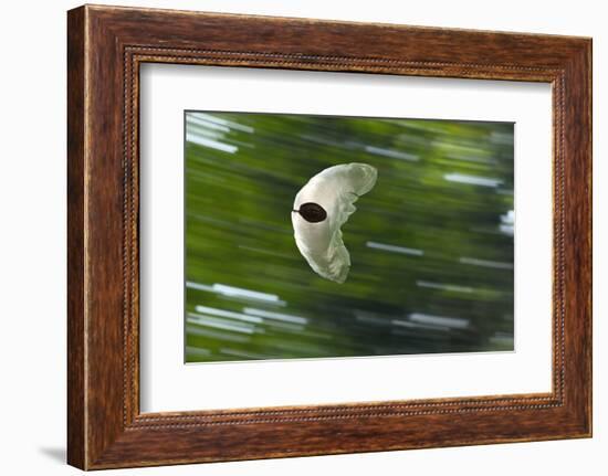 Gliding Seed Of Climbing Gourd (Alsomitra Macrocarpa) In Tropical Rainforest-Konrad Wothe-Framed Photographic Print