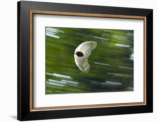 Gliding Seed Of Climbing Gourd (Alsomitra Macrocarpa) In Tropical Rainforest-Konrad Wothe-Framed Photographic Print