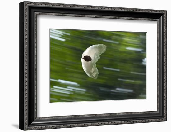 Gliding Seed Of Climbing Gourd (Alsomitra Macrocarpa) In Tropical Rainforest-Konrad Wothe-Framed Photographic Print