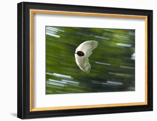 Gliding Seed Of Climbing Gourd (Alsomitra Macrocarpa) In Tropical Rainforest-Konrad Wothe-Framed Photographic Print