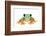 Gliding Tree Frog (Agalychnis Spurrelli) Captive-Edwin Giesbers-Framed Photographic Print