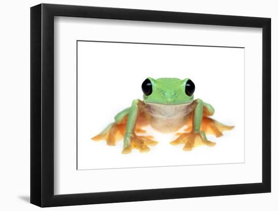 Gliding Tree Frog (Agalychnis Spurrelli) Captive-Edwin Giesbers-Framed Photographic Print