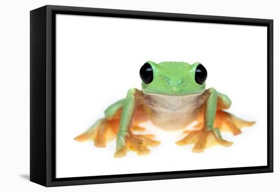 Gliding Tree Frog (Agalychnis Spurrelli) Captive-Edwin Giesbers-Framed Premier Image Canvas