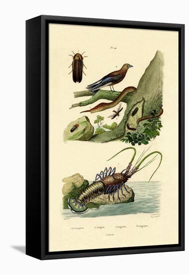 Glimworm, 1833-39-null-Framed Premier Image Canvas