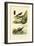 Glimworm, 1833-39-null-Framed Giclee Print