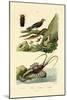 Glimworm, 1833-39-null-Mounted Giclee Print