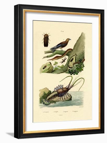 Glimworm, 1833-39-null-Framed Giclee Print