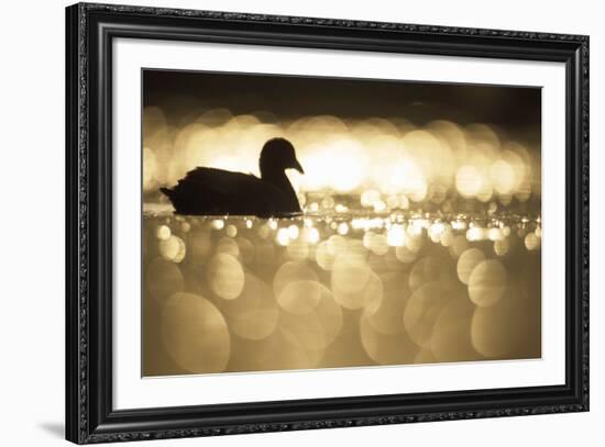 Glistening Glide-Staffan Widstrand-Framed Giclee Print