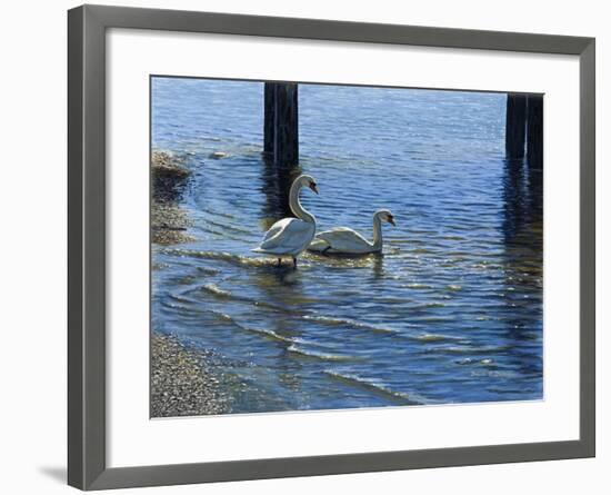 Glistening Water Swans-Bruce Dumas-Framed Giclee Print