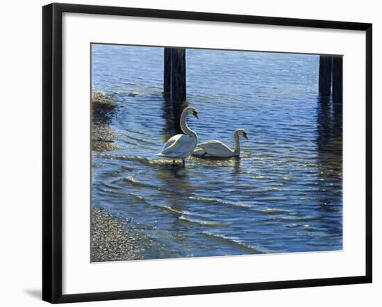 Glistening Water Swans-Bruce Dumas-Framed Giclee Print