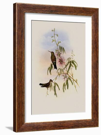 Glittering Emerald, Chlorostilbon Phaethon-John Gould-Framed Giclee Print