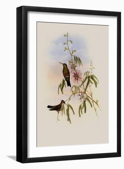 Glittering Emerald, Chlorostilbon Phaethon-John Gould-Framed Giclee Print