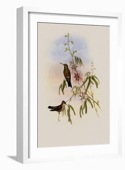 Glittering Emerald, Chlorostilbon Phaethon-John Gould-Framed Giclee Print