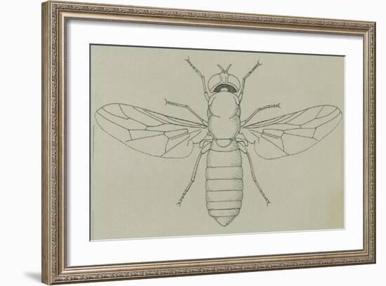 Glittering Green Fly (Poecilobothrus Nobilitatus), Diptera-null-Framed Giclee Print