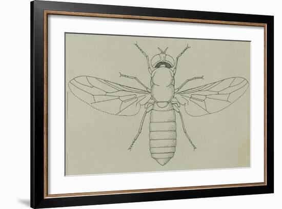 Glittering Green Fly (Poecilobothrus Nobilitatus), Diptera-null-Framed Giclee Print