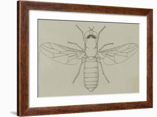 Glittering Green Fly (Poecilobothrus Nobilitatus), Diptera-null-Framed Giclee Print