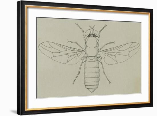 Glittering Green Fly (Poecilobothrus Nobilitatus), Diptera-null-Framed Giclee Print