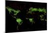 Global Forest Cover-Grasshopper Geography-Mounted Giclee Print