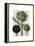 Globe Artichoke Print 1-Fab Funky-Framed Stretched Canvas