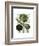 Globe Artichoke Print 1-Fab Funky-Framed Art Print