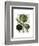 Globe Artichoke Print 1-Fab Funky-Framed Art Print