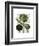 Globe Artichoke Print 1-Fab Funky-Framed Art Print