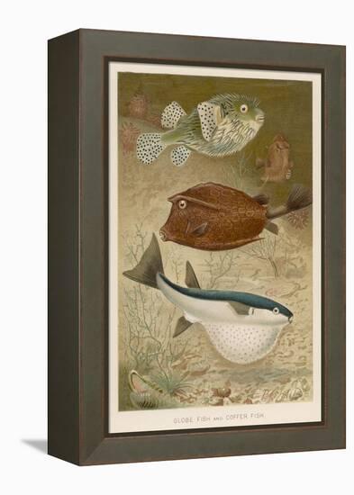 Globe Fish and Coffer Fish Swimming Together-null-Framed Stretched Canvas