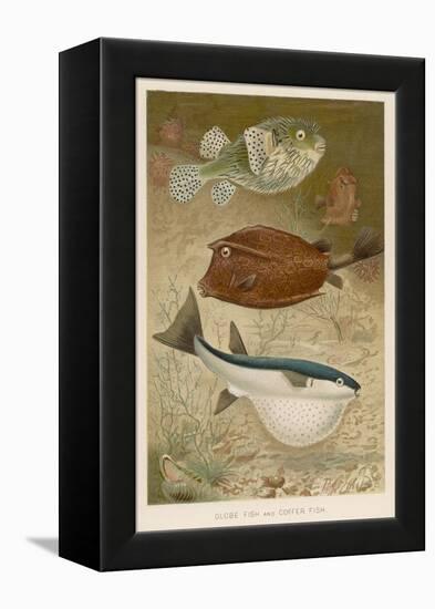 Globe Fish and Coffer Fish Swimming Together-null-Framed Stretched Canvas