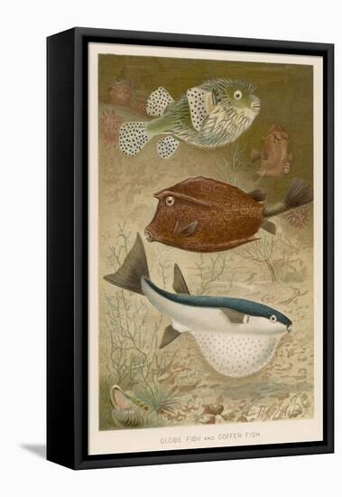 Globe Fish and Coffer Fish Swimming Together-null-Framed Stretched Canvas