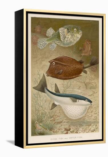 Globe Fish and Coffer Fish Swimming Together-null-Framed Stretched Canvas