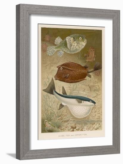 Globe Fish and Coffer Fish Swimming Together-null-Framed Art Print