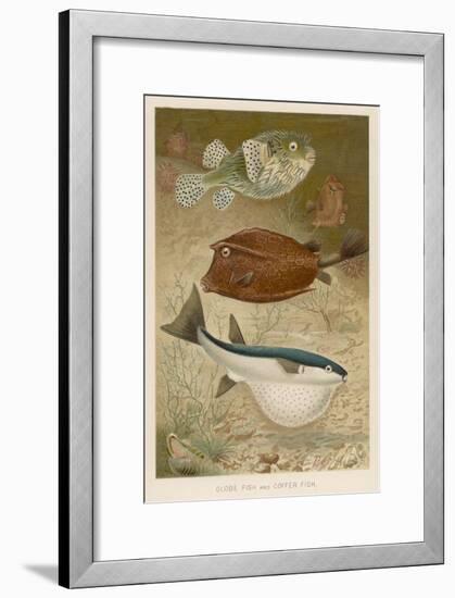 Globe Fish and Coffer Fish Swimming Together-null-Framed Art Print