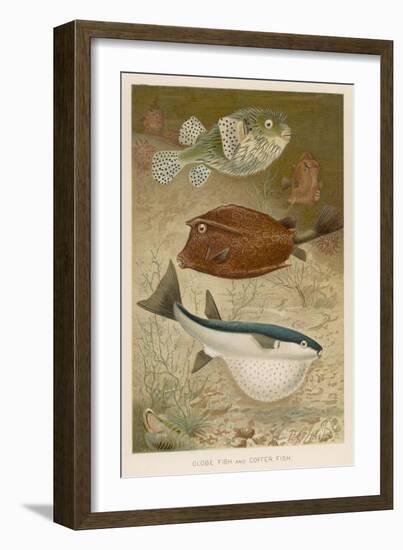 Globe Fish and Coffer Fish Swimming Together-null-Framed Art Print