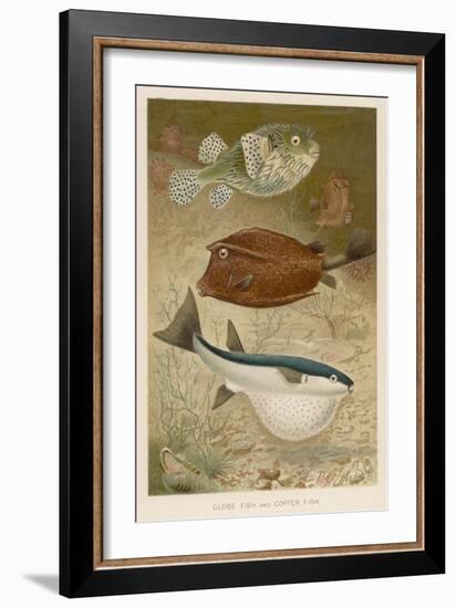 Globe Fish and Coffer Fish Swimming Together-null-Framed Art Print