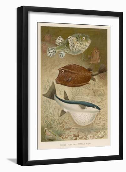Globe Fish and Coffer Fish Swimming Together-null-Framed Art Print