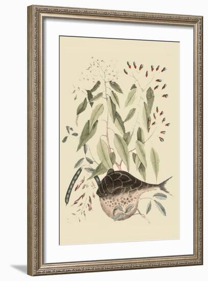 Globe Fish-Mark Catesby-Framed Art Print