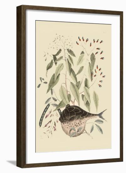 Globe Fish-Mark Catesby-Framed Art Print