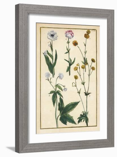 Globe Flower, Trollius Europaeus, and Other Species of Buttercups, Ranunculus Glacialis, Etc-Daniel Rabel-Framed Giclee Print