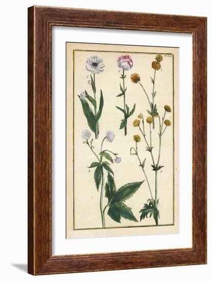 Globe Flower, Trollius Europaeus, and Other Species of Buttercups, Ranunculus Glacialis, Etc-Daniel Rabel-Framed Giclee Print