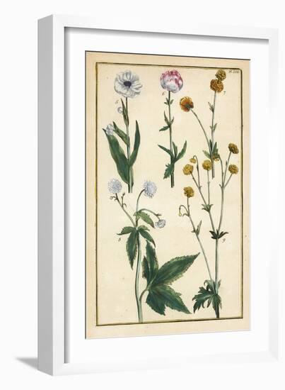 Globe Flower, Trollius Europaeus, and Other Species of Buttercups, Ranunculus Glacialis, Etc-Daniel Rabel-Framed Giclee Print