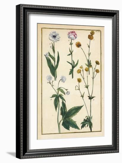 Globe Flower, Trollius Europaeus, and Other Species of Buttercups, Ranunculus Glacialis, Etc-Daniel Rabel-Framed Giclee Print