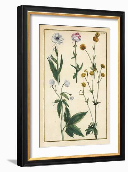 Globe Flower, Trollius Europaeus, and Other Species of Buttercups, Ranunculus Glacialis, Etc-Daniel Rabel-Framed Giclee Print