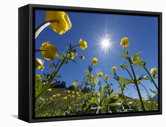 Globe flowers and bright sunshine, Augstmatthorn Mountain, Swiss Alps, Switzerland-Konrad Wothe-Framed Premier Image Canvas