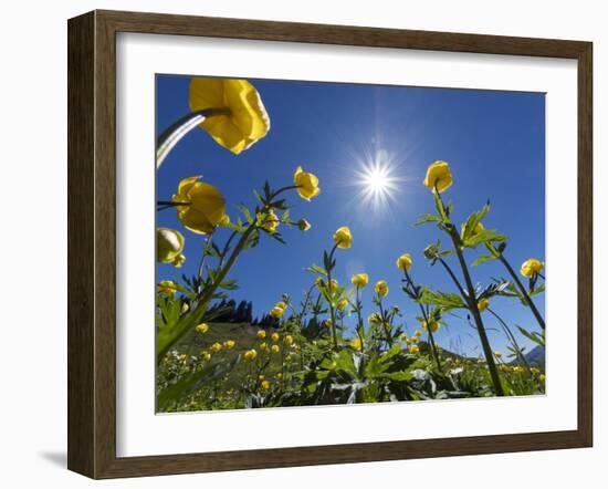 Globe flowers and bright sunshine, Augstmatthorn Mountain, Swiss Alps, Switzerland-Konrad Wothe-Framed Photographic Print