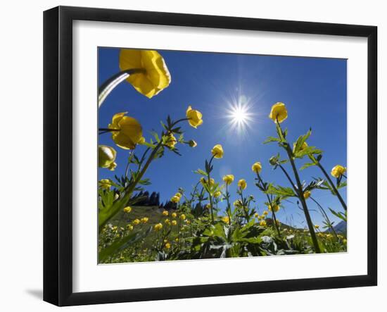 Globe flowers and bright sunshine, Augstmatthorn Mountain, Swiss Alps, Switzerland-Konrad Wothe-Framed Photographic Print