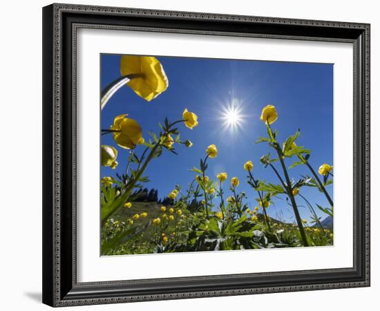 Globe flowers and bright sunshine, Augstmatthorn Mountain, Swiss Alps, Switzerland-Konrad Wothe-Framed Photographic Print