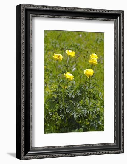 globe flowers, Trollius europaeus, Hohe Tauern, Carinthia, East Tyrol, Austria-Christian Zappel-Framed Photographic Print