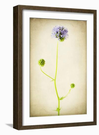 Globe Gilia-Jessica Rogers-Framed Giclee Print