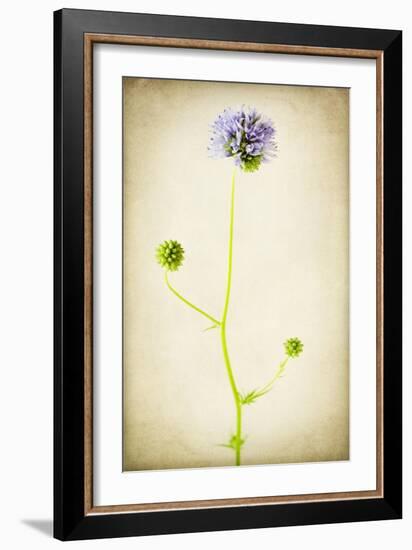 Globe Gilia-Jessica Rogers-Framed Giclee Print